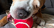 Tyson a rejoint le concours — aidez-le/la à gagner de superbes lots ! animal, blanket, canine, chewing, close_up, comfort, couch, dog, fur, happy, home, indoor, paws, pet, playful, relaxed, snout, teeth, tennis_ball, tongue