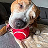 Tyson a rejoint le concours — aidez-le/la à gagner de superbes lots ! dog, tennis_ball, close_up, chewing, happy, pet, blanket, paws, couch, indoor, fur, snout, teeth, tongue, playful, canine, animal, relaxed, home, comfort