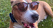 Tyson a rejoint le concours — aidez-le/la à gagner de superbes lots ! dog, sunglasses, grass, outdoor, pet, happy, smiling, canine, collar, leash, sunlight, nature, summer, relaxed, animal, closeup, brown, white, tongue, playful