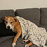 Tyson a rejoint le concours — aidez-le/la à gagner de superbes lots ! dog, brown_dog, white_paw_print_blanket, gray_couch, black_pillow, indoor, resting, sad_dog, pet, canine, blanket, furniture, household, animal, cozy, laying_down, domestic_dog, comfort, living_room, cute