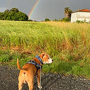 Tyson a rejoint le concours — aidez-le/la à gagner de superbes lots ! dog, leash, rainbow, double_rainbow, field, grass, house, sky, cloudy_sky, path, outdoor, nature, greenery, pet, canine, sunlight, walking, rural, scenic, landscape