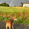 dog, leash, rainbow, double_rainbow, field, grass, house, sky, cloudy_sky, path, outdoor, nature, greenery, pet, canine, sunlight, walking, rural, scenic, landscape
