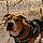 Tyson