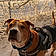 Tyson
