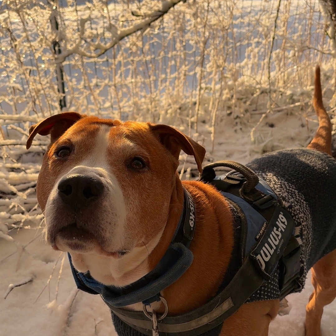 Tyson participe au concours pour gagner de l'argent avec cette photo : dog, snow, winter, outdoor, pet, canine, leash, harness, sweater, brown, white, tree, frost, sunlight, nature, animal, fur, curious, standing, cold