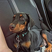 Shiro a rejoint le concours — aidez-le/la à gagner de superbes lots ! dog, doberman, puppy, car_interior, backseat, seatbelt, collar, leash, black_and_tan, pet, animal, canine, window, seat, resting, young_dog, domestic_animal, looking_away, human_arm, travel
