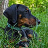 animal, black_and_tan, calm, canine, collar, dog, forest, grass, greenery, leash, mammal, nature, outdoor, pet, portrait, puppy, relaxed, side_view, tree, young