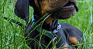 Shiro a rejoint le concours — aidez-le/la à gagner de superbes lots ! animal, canine, close_up, collar, doberman, dog, ears, forest, grass, greenery, leaf, lying_down, muzzle, nature, outdoor, pet, puppy, snout, summer, young_dog