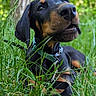 Shiro a rejoint le concours — aidez-le/la à gagner de superbes lots ! dog, doberman, puppy, grass, greenery, outdoor, nature, young_dog, collar, canine, pet, animal, muzzle, ears, snout, lying_down, close_up, forest, leaf, summer