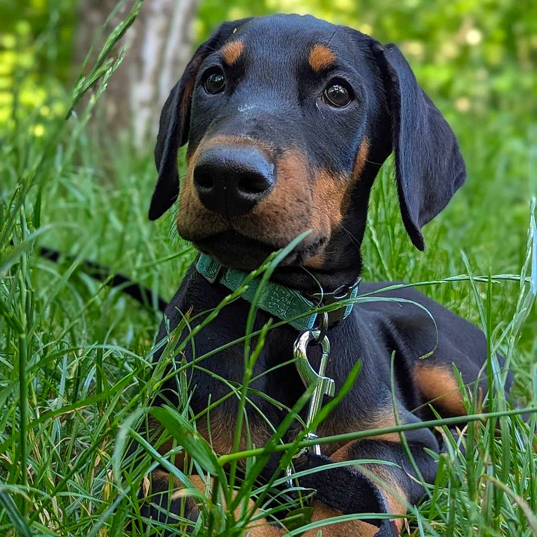 Shiro participe au concours pour gagner de l'argent avec cette photo : dog, doberman, puppy, grass, greenery, outdoor, nature, pet, collar, leash, animal, cute, portrait, young, canine, laying, ears, fur, black, brown