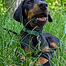 Shiro a rejoint le concours — aidez-le/la à gagner de superbes lots ! dog, doberman, puppy, grass, greenery, outdoor, nature, playful, chewing, collar, leash, canine, pet, young, animal, ears, snout, tongue, relaxed, sunlight