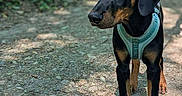 Shiro participe au concours pour gagner de l'argent avec cette photo : dog, doberman, puppy, harness, outdoor, forest, path, nature, sunlight, shadow, animal, pet, canine, young, alert, walking, summer, greenery, leash, exploring