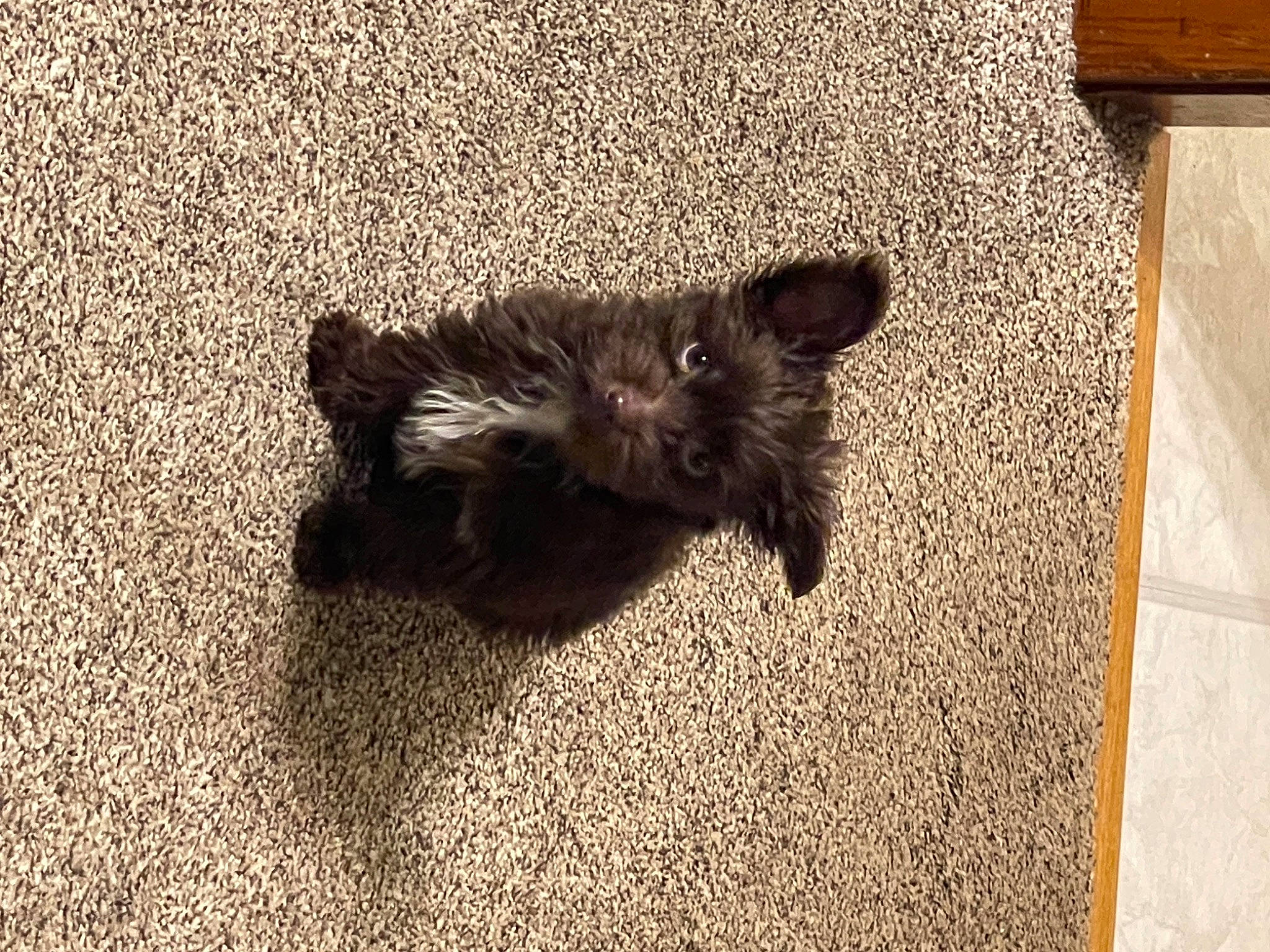 Armani is registered to the contest to win money with this photo: carnivore, companion_dog, dog, dog_breed, felidae, flooring, fur, grey, mammal, paw, road_surface, small_to_medium_sized_cats, soil, sporting_group, tail, terrestrial_animal, terrier, tints_and_shades, vertebrate, wood