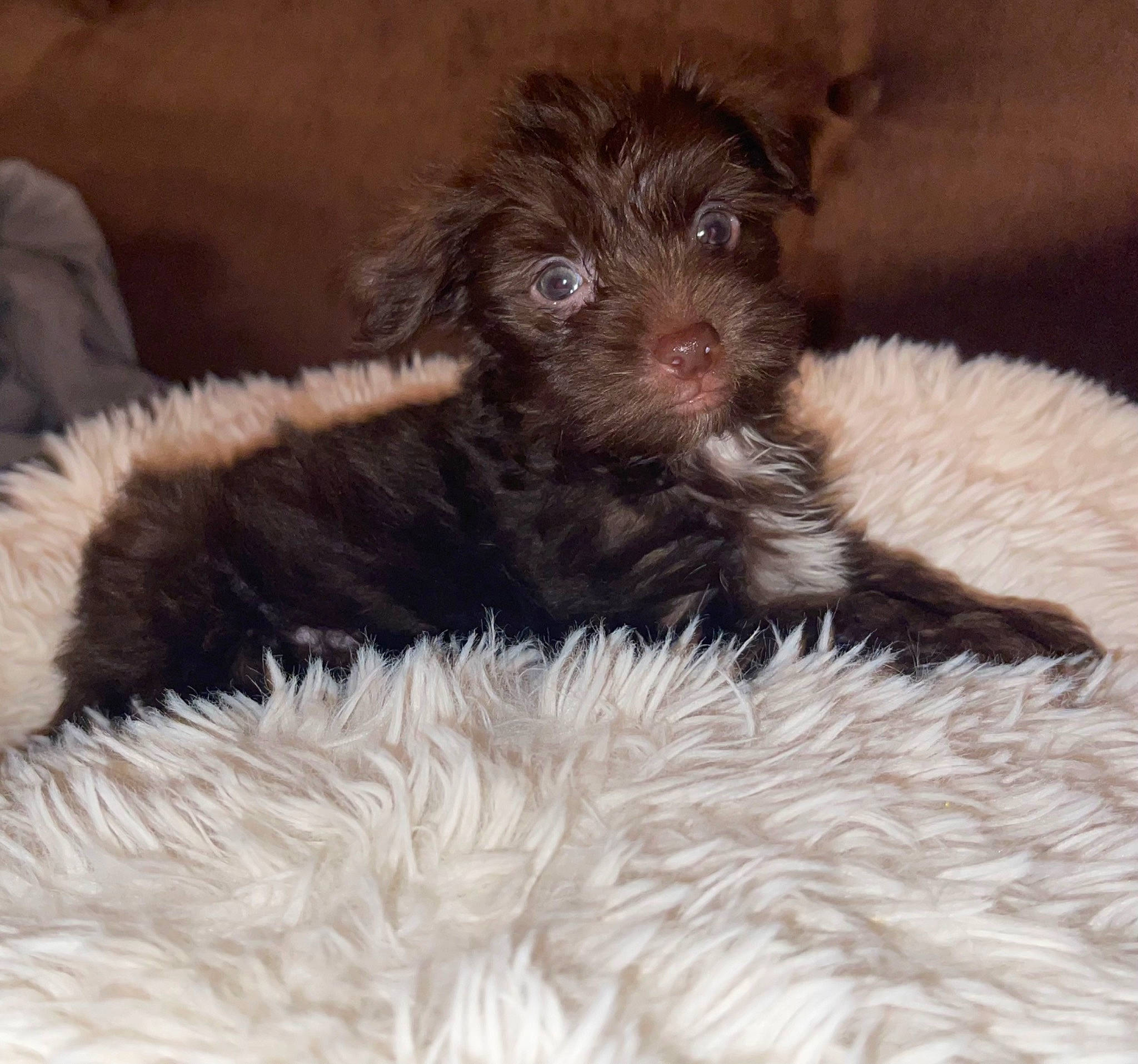 Armani is registered to the contest to win money with this photo: canidae, carnivore, companion_dog, dog, dog_breed, dog_supply, fur, liver, maltepoo, paw, pet_supply, puppy, small_terrier, snout, sporting_group, terrier, toy_dog, water_dog, working_animal, yorkipoo