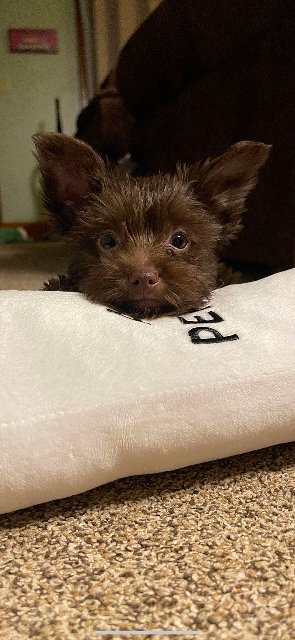 Armani joined the competition — help win amazing prizes! bed, canidae, carnivore, comfort, companion_dog, corgi_chihuahua, dog, dog_breed, dog_supply, ear, fawn, fur, liver, small_terrier, snout, sporting_group, terrestrial_animal, toy_dog, whiskers, working_animal