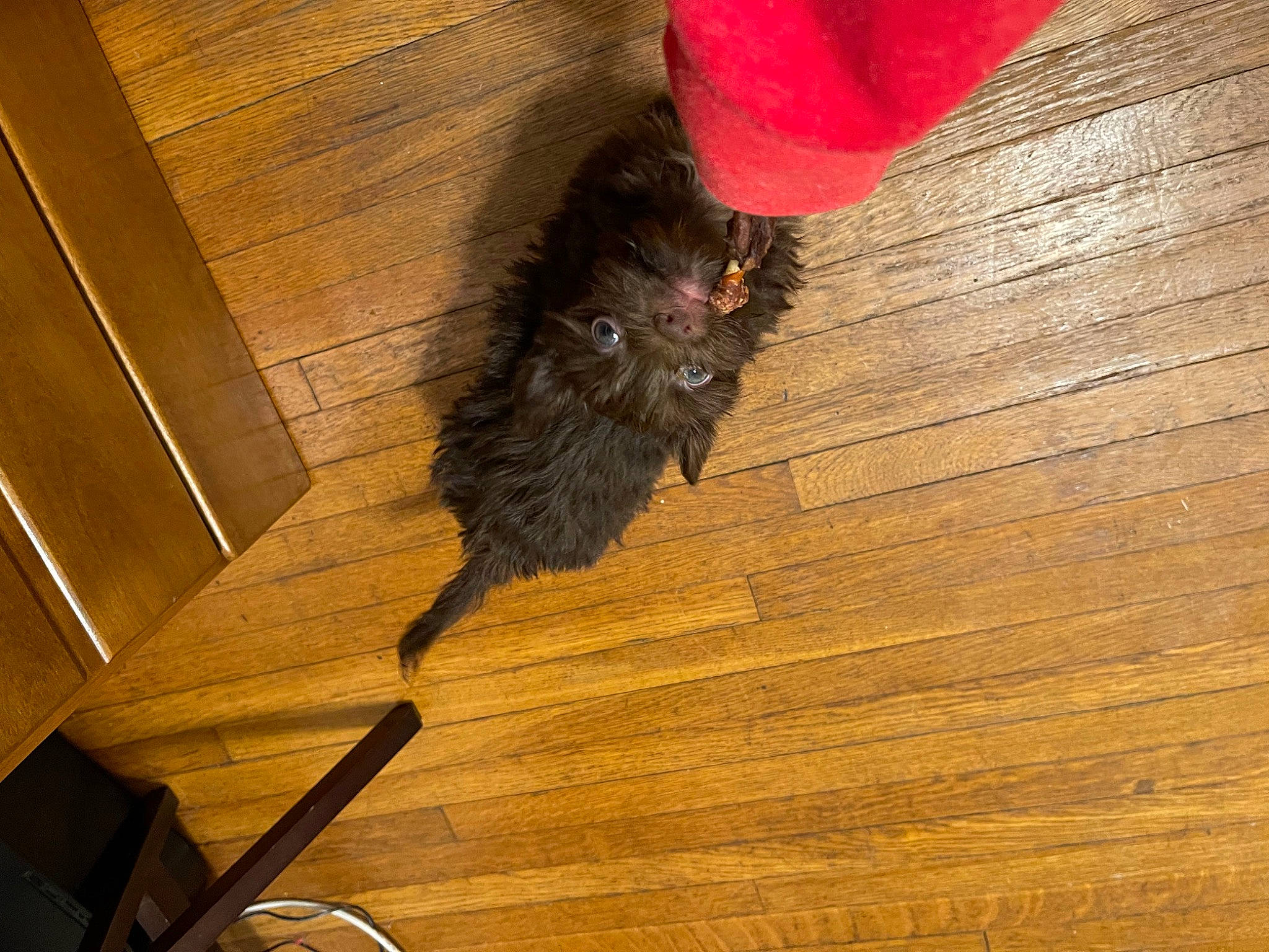 Armani joined the competition — help win amazing prizes! black_cat, carnivore, cat, dog_breed, fawn, felidae, floor, flooring, foot, hardwood, human_leg, laminate_flooring, plank, small_to_medium_sized_cats, tail, tints_and_shades, varnish, whiskers, wood, wood_stain