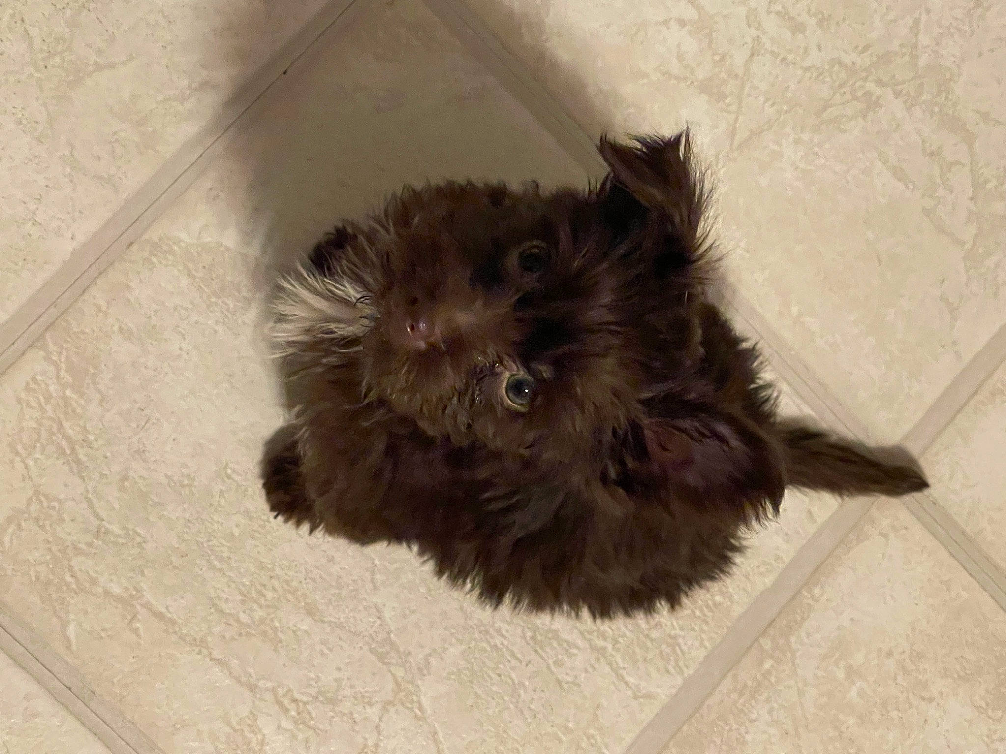 Armani joined the competition — help win amazing prizes! carnivore, companion_dog, dog, dog_breed, fawn, floor, flooring, fur, liver, non_sporting_group, paw, sporting_group, tail, terrestrial_animal, working_animal