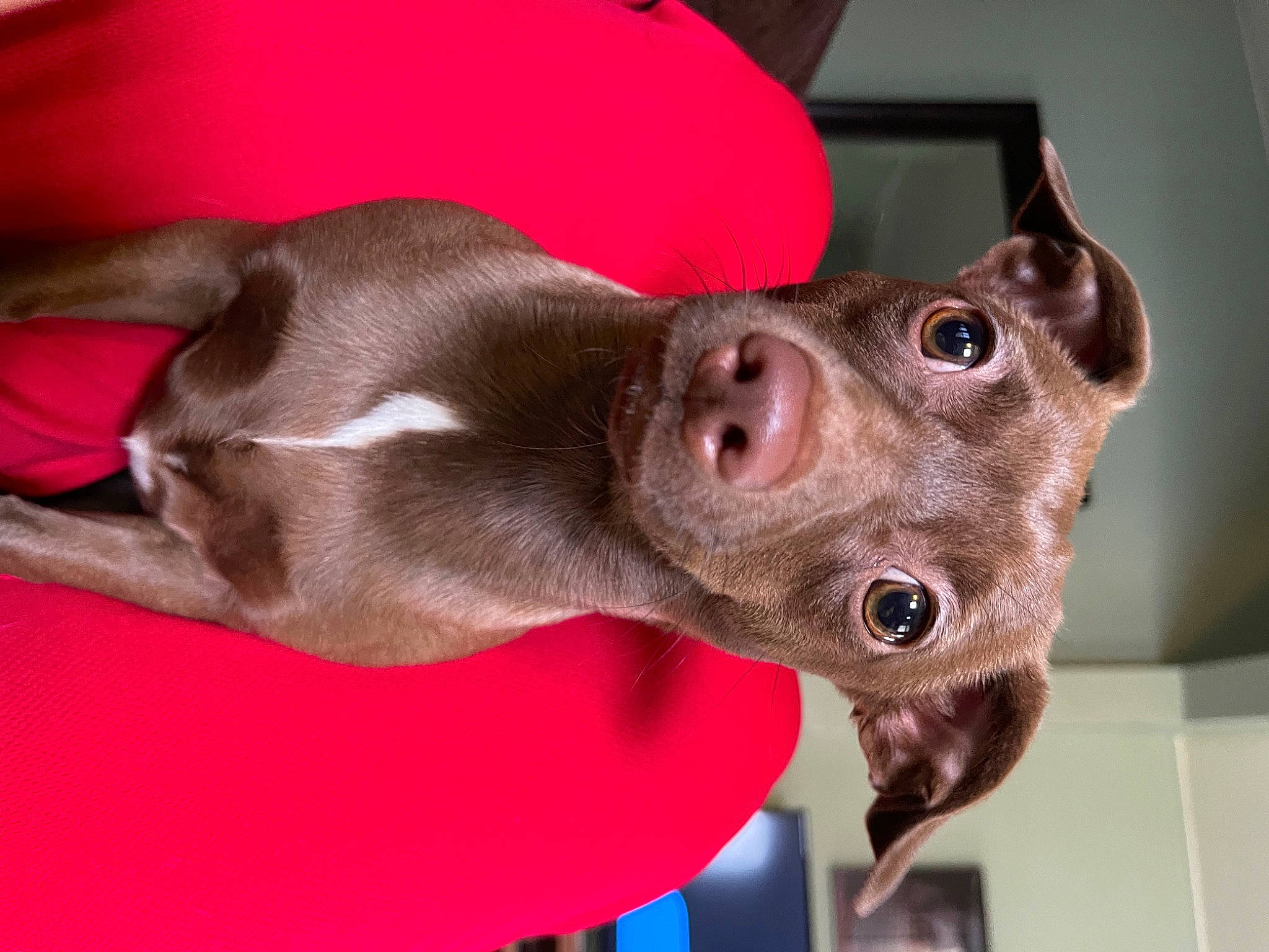 Canela is registered to the contest to win money with this photo: canidae, carnivore, collar, companion_dog, dog, dog_breed, dog_collar, dog_supply, ear, fashion_accessory, fawn, liver, mexican_hairless_dog, non_sporting_group, pet_supply, selfie, snout, sporting_group, whiskers, working_animal