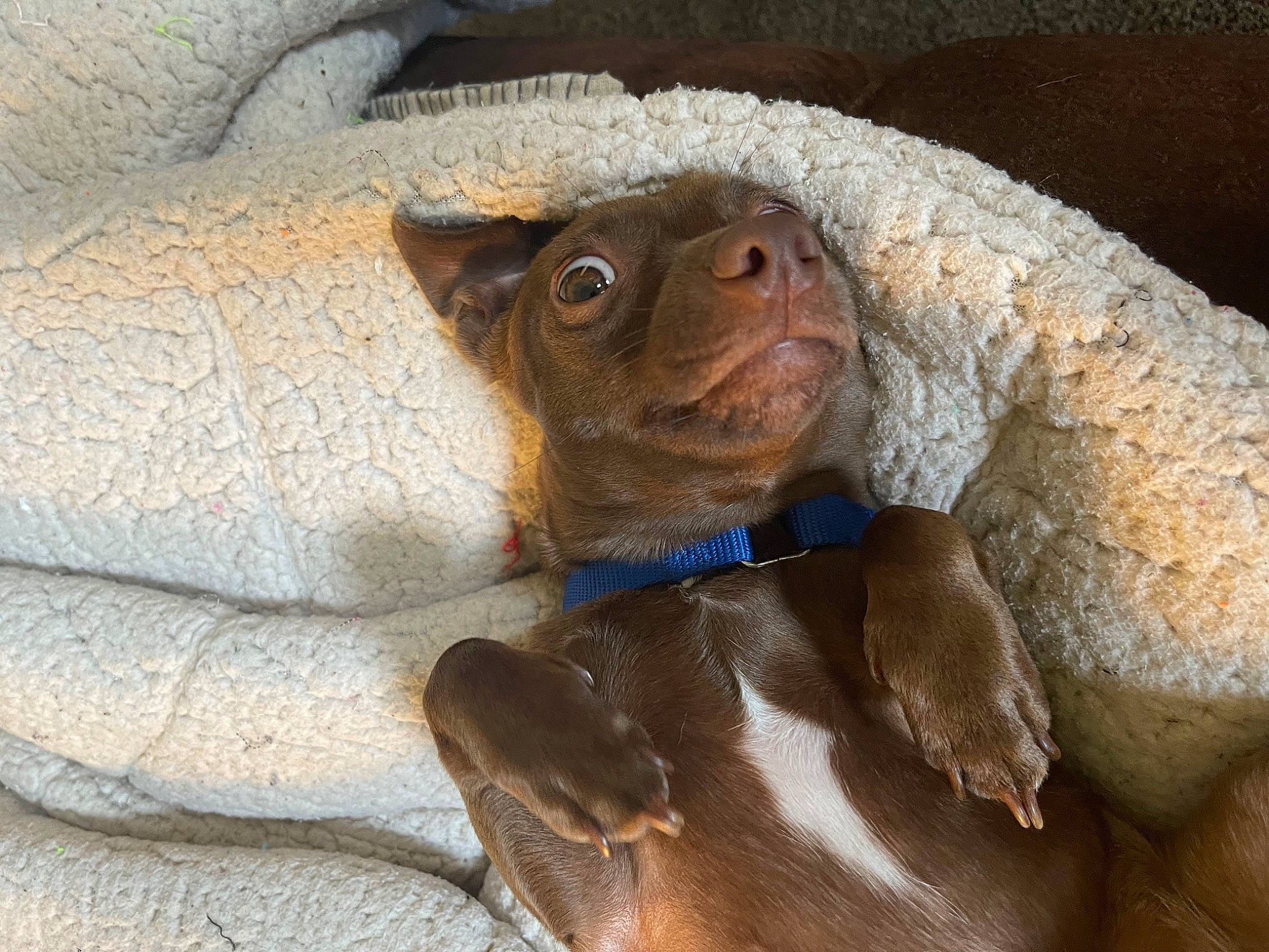 Canela joined the competition — help win amazing prizes! canidae, carnivore, comfort, companion_dog, dog, dog_breed, ear, fawn, fur, guard_dog, liver, paw, puppy, snout, sporting_group, terrestrial_animal, toy_dog, whiskers, working_animal, wrinkle