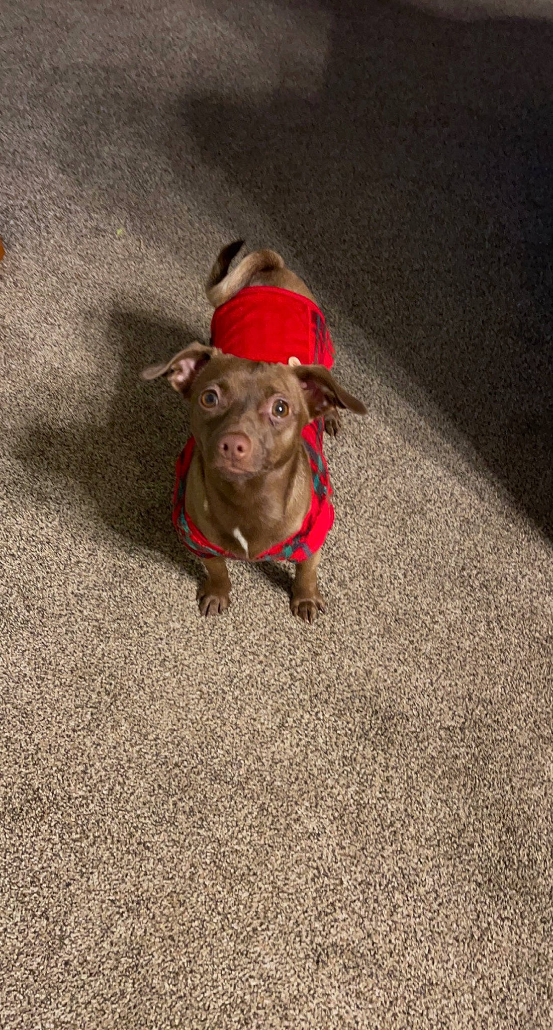 Canela joined the competition — help win amazing prizes! asphalt, canidae, carnivore, collar, companion_dog, dog, dog_breed, dog_collar, fashion_accessory, fawn, flooring, human_body, leash, pet_supply, road_surface, snout, sporting_group, tail, terrestrial_animal, working_animal