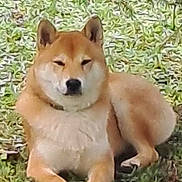 Aîko participe au concours pour gagner de l'argent avec cette photo : dog, shiba_inu, grass, outdoor, tree, nature, pet, canine, animal, lying_down, leafy, relaxed, mammal, fur, ears, snout, paw, calm, daylight, greenery