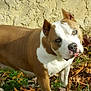 dog, pit_bull, animal, pet, outdoor, grass, leaves, fall, autumn, tongue, curious, alert, brown, white, standing, nature, canine, mammal, texture, wall