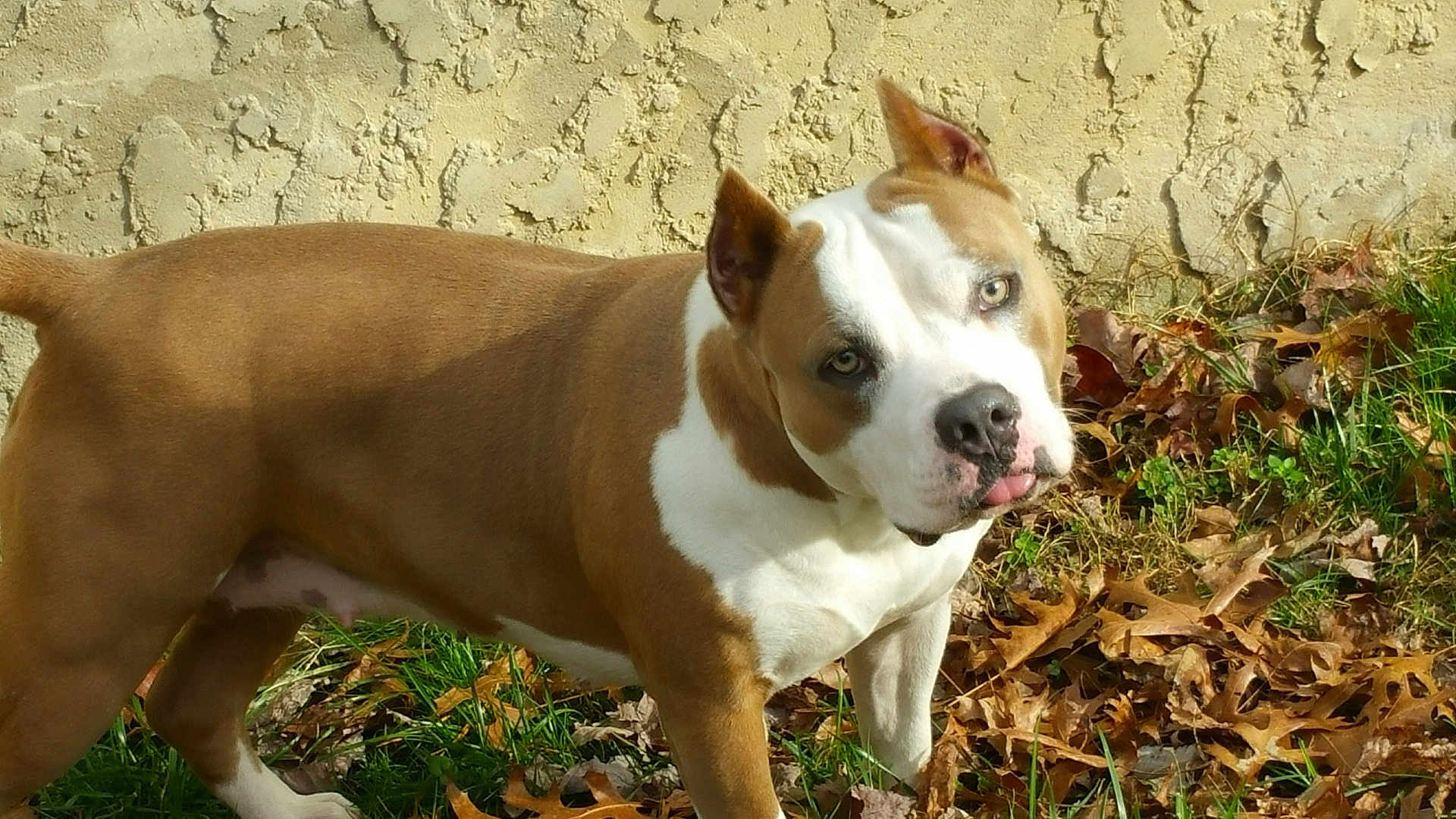 Khaleesi is registered to the contest to win money with this photo: dog, pit_bull, animal, pet, outdoor, grass, leaves, fall, autumn, tongue, curious, alert, brown, white, standing, nature, canine, mammal, texture, wall