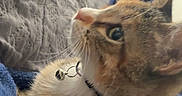 Mommi joined the competition — help win amazing prizes! cat, tabby, pet, animal, feline, portrait, close_up, whiskers, collar, bell, green_eyes, striped_fur, brown_fur, orange_fur, lying_down, blanket, cozy, indoors, bedroom, curious