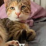 Mommi is registered to the contest to win money with this photo: cat, calico_cat, feline, pet, animal, portrait, close_up, green_eyes, whiskers, ears, paws, tail, fur, tabby markings, relaxed, lying_down, bed, blanket, indoors, heart_symbols
