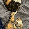 Mommi is registered to the contest to win money with this photo: cats, two_cats, calico_cat, tabby_cat, sleeping, cuddling, lying_down, stretching, paw, fur, whiskers, pink_nose, quilt, bed, blanket, cozy, indoor, relaxed, pet, portrait