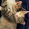 cat, cats, kitten, tabby_cat, orange_cat, calico_cat, white_fur, striped_fur, sleeping, cuddling, pet, animal, feline, whiskers, ears, pink_nose, fur, blanket, cozy, indoor