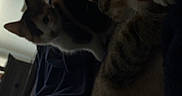 Suki joined the competition — help win amazing prizes! cat, cats, pet, animal, feline, tabby, calico, two_animals, couch, sofa, indoor, home, blue_fabric, sitting, curious, whiskers, ears, fur, portrait, low_light