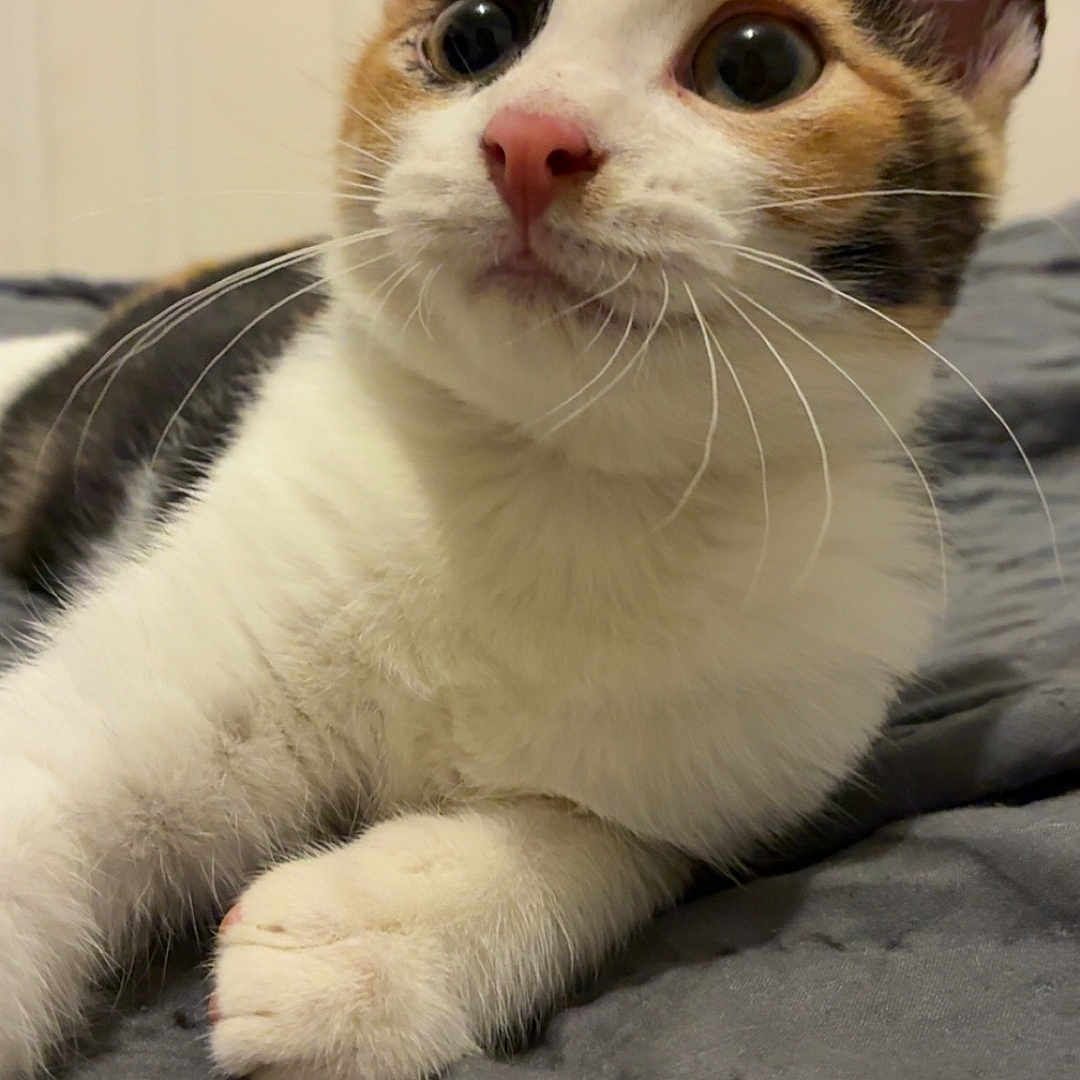 Suki