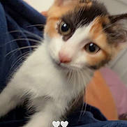 Suki joined the competition — help win amazing prizes! cat, calico_cat, pet, animal, feline, close_up, portrait, whiskers, green_eyes, pink_nose, white_fur, orange_fur, black_fur, head_tilt, lying_down, blanket, bedroom, indoors, cozy, hearts