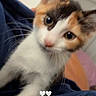 cat, calico_cat, pet, animal, feline, close_up, portrait, whiskers, green_eyes, pink_nose, white_fur, orange_fur, black_fur, head_tilt, lying_down, blanket, bedroom, indoors, cozy, hearts