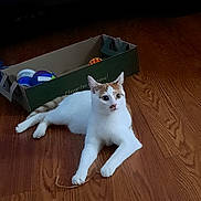 Boots joined the competition — help win amazing prizes! cat, white_cat, orange_cat, wooden_floor, cardboard_box, indoor, pet, animal, curious, lying_down, playful, container, toy, flooring, domestic, feline, whiskers, ears, eyes, resting