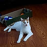 cat, white_cat, orange_cat, wooden_floor, cardboard_box, indoor, pet, animal, curious, lying_down, playful, container, toy, flooring, domestic, feline, whiskers, ears, eyes, resting