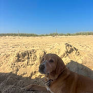 Tucker is registered to the contest to win money with this photo: animal, beach, blue_sky, calm, canine, collar, daytime, dog, grass, landscape, leisure, mound, nature, outdoor, pet, relaxed, resting, sand, shadow, sunlight