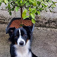 Thelma a rejoint le concours — aidez-le/la à gagner de superbes lots ! animal, background, black, brown, concrete, cute, dog, eyes, fur, green_leaves, nature, outdoor, pet, plant, potted_plant, puppy, sitting, small_fruits, wall, white