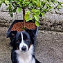 animal, background, black, brown, concrete, cute, dog, eyes, fur, green_leaves, nature, outdoor, pet, plant, potted_plant, puppy, sitting, small_fruits, wall, white