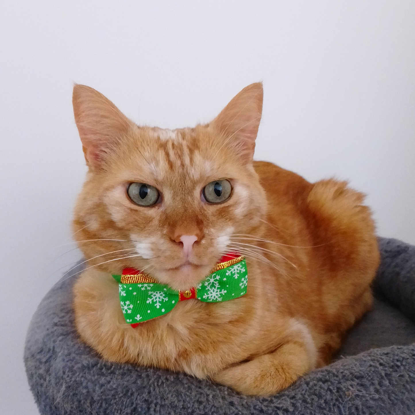 Moka participe au concours pour gagner de l'argent avec cette photo : abyssinian, accessories, animal, armchair, bowtie, cat, chair, collar, couch, formalwear, furniture, headband, jewelry, kitten, manx, necktie, pet, siamese, strap, tie