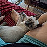 Cookie a rejoint le concours — aidez-le/la à gagner de superbes lots ! animal, barefoot, blanket, cabinet, cat, closeup, curious, cute, floor, human, indoor, kitten, legs, pet, playful, red_blanket, relaxed, siamese, tile_floor, wooden_furniture