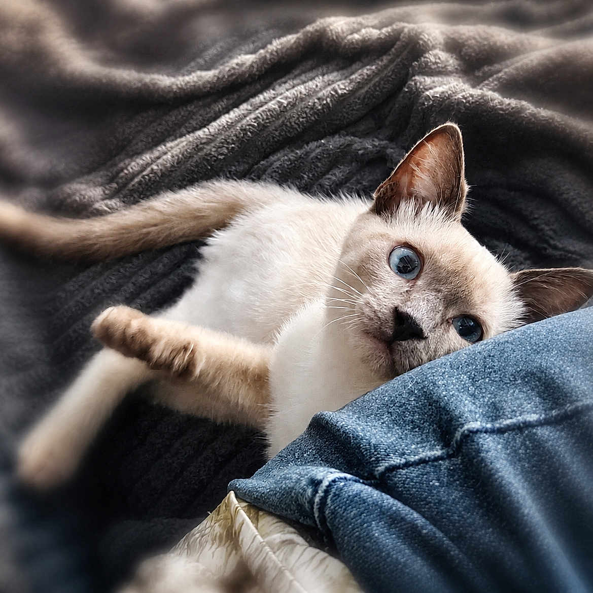 Cookie