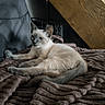 Cookie a rejoint le concours — aidez-le/la à gagner de superbes lots ! animal, blanket, brown, cat, chair, cozy, cute, domestic, feline, fur, indoor, pet, portrait, relaxing, resting, siamese_cat, side_view, texture, wood, young