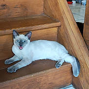 Cookie participe au concours pour gagner de l'argent avec cette photo : animal, blue_eyes, cat, cute, domestic, feline, floor_tiles, fur, happy, home, indoor, kitten, pet, playful, resting, siamese_cat, smiling, stairs, wooden_stairs, young