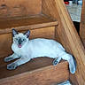 animal, blue_eyes, cat, cute, domestic, feline, floor_tiles, fur, happy, home, indoor, kitten, pet, playful, resting, siamese_cat, smiling, stairs, wooden_stairs, young