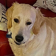Aaron a rejoint le concours — aidez-le/la à gagner de superbes lots ! dog, golden_retriever, pet, canine, portrait, couch, pillow, indoor, fur, nose, eyes, ears, collar, close_up, animal, relaxed, seated, household, red_leather, cute