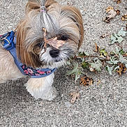 Zoe joined the competition — help win amazing prizes! dog, small_dog, shih_tzu, fluffy, pet, outdoor, sidewalk, leaf, autumn, fall_leaves, harness, leash, cute, animal, fur, walking, nature, playful, close_up, brown