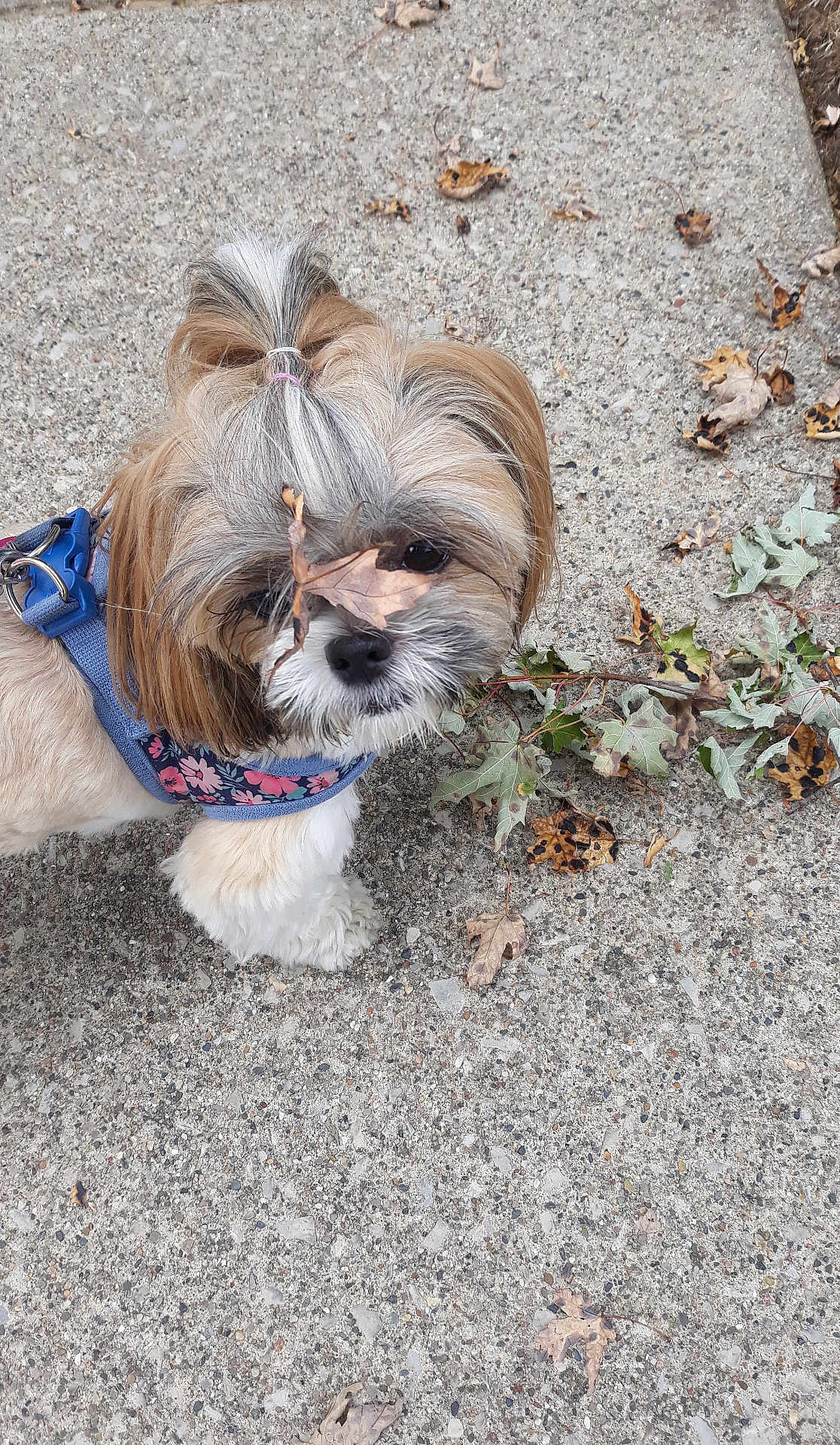 Zoe