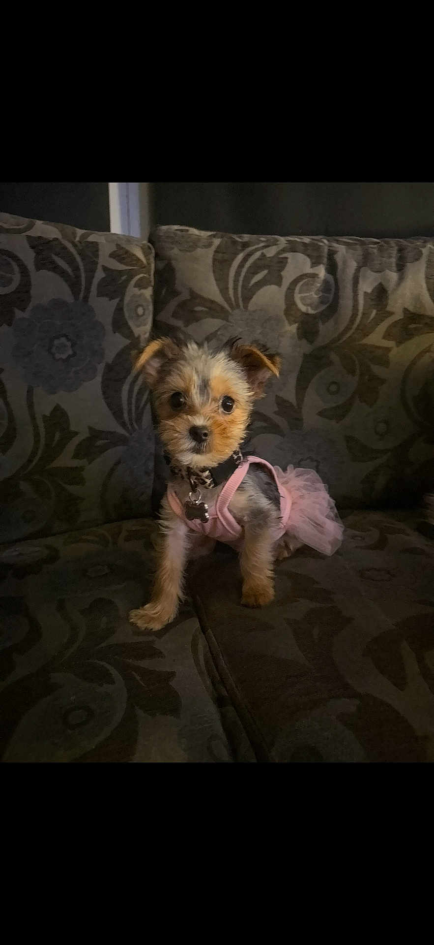 Willow is registered to the contest to win money with this photo: dog, puppy, tutu, pink, dress, couch, patterned_couch, indoor, pet, small_dog, cute, fur, ears, collar, animal, sitting, looking_at_camera, cozy, dim_lighting, adorable